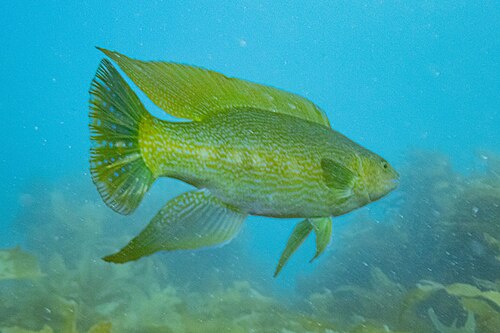 A younger golden-yellow Odax pullus in a kelp forest