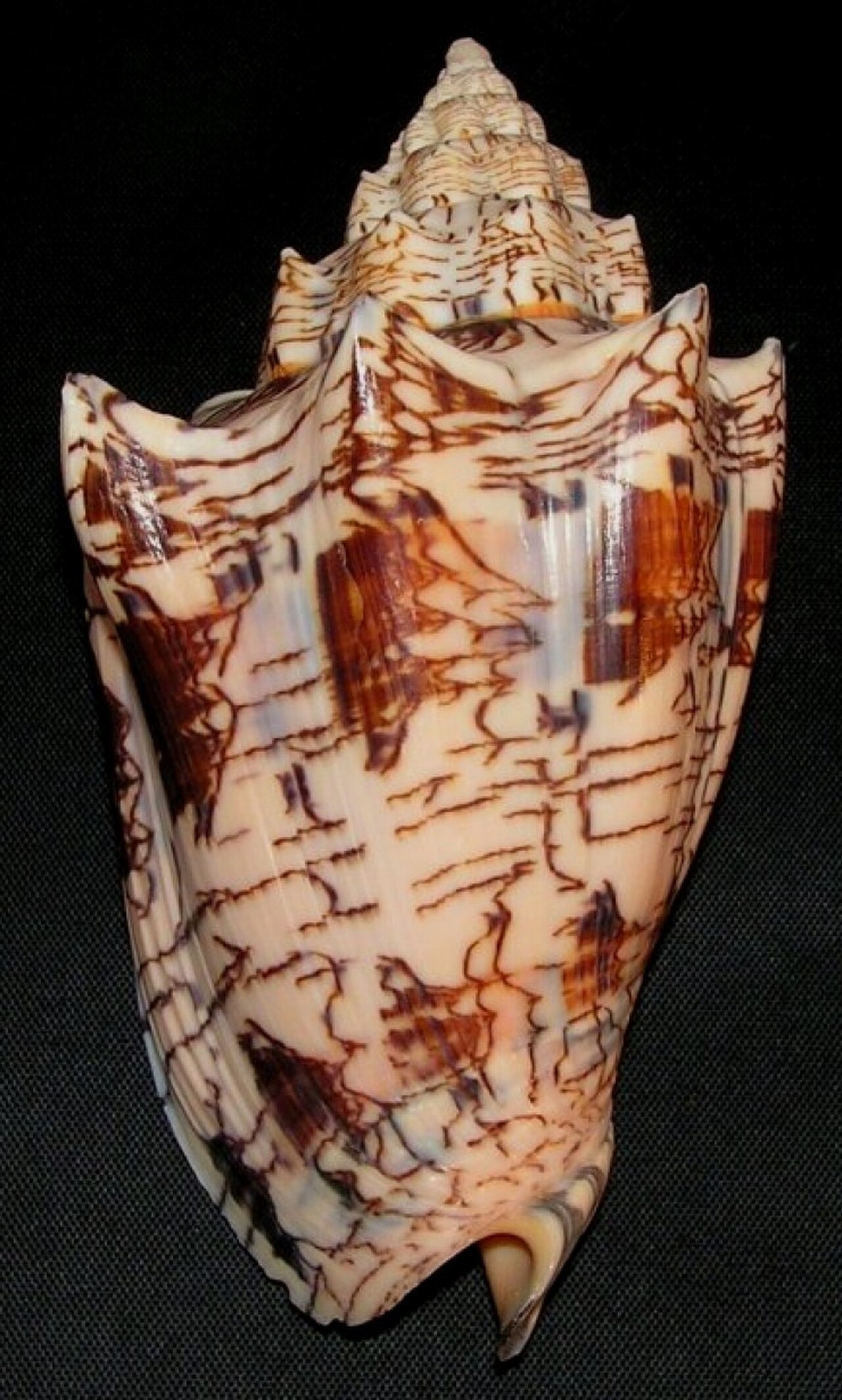 Voluta ebraea1 - BioLib.jpg