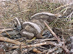 Hatchling chicks