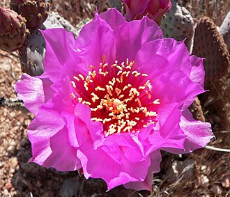Deep magenta-red filaments and white to pink style