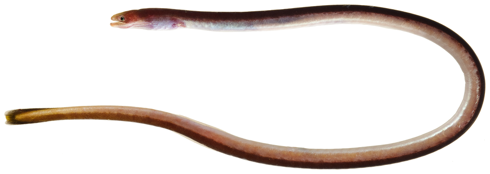 Moringua edwardsi (Moringuidae)