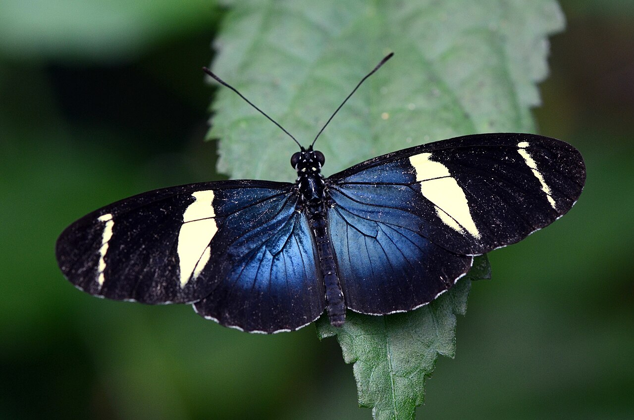 Sara longwing (10383712334).jpg