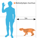 Size comparison of Notostylops murinus with a human.
