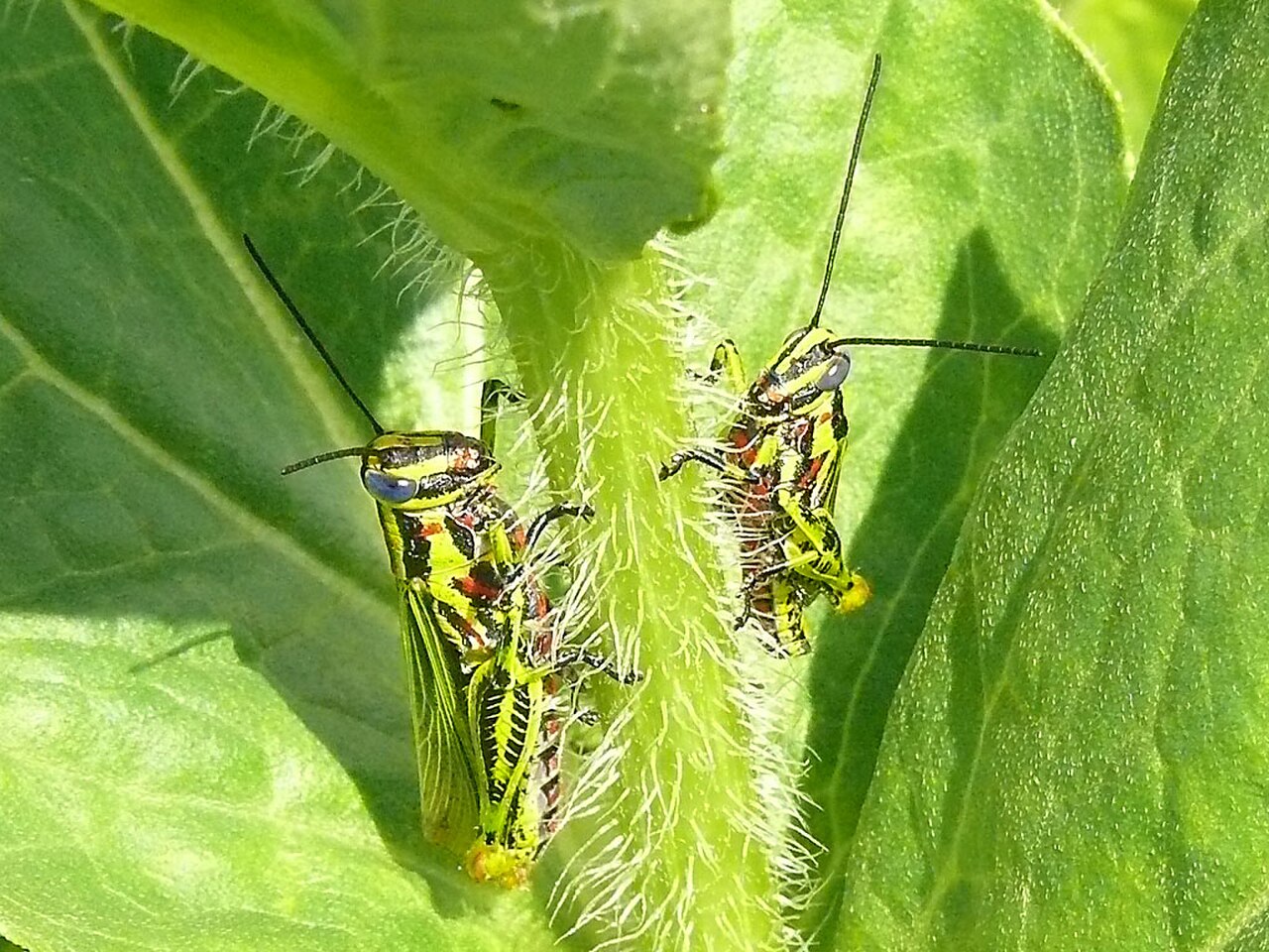 Poecilocerastis cf. striata.jpg