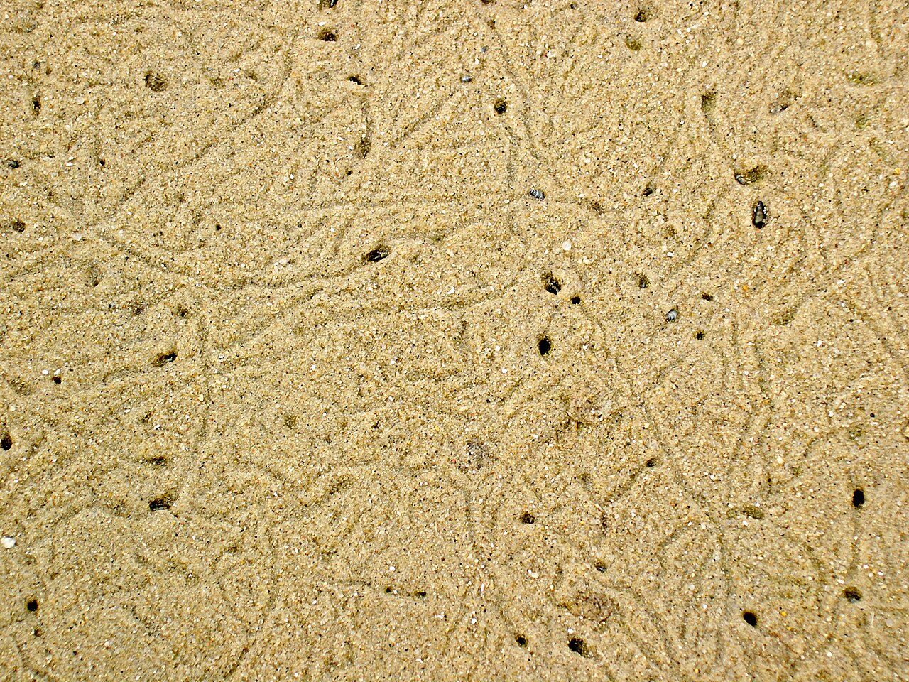 XN Hydrobia ulvae 010.jpg