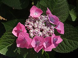 'Buntspecht'