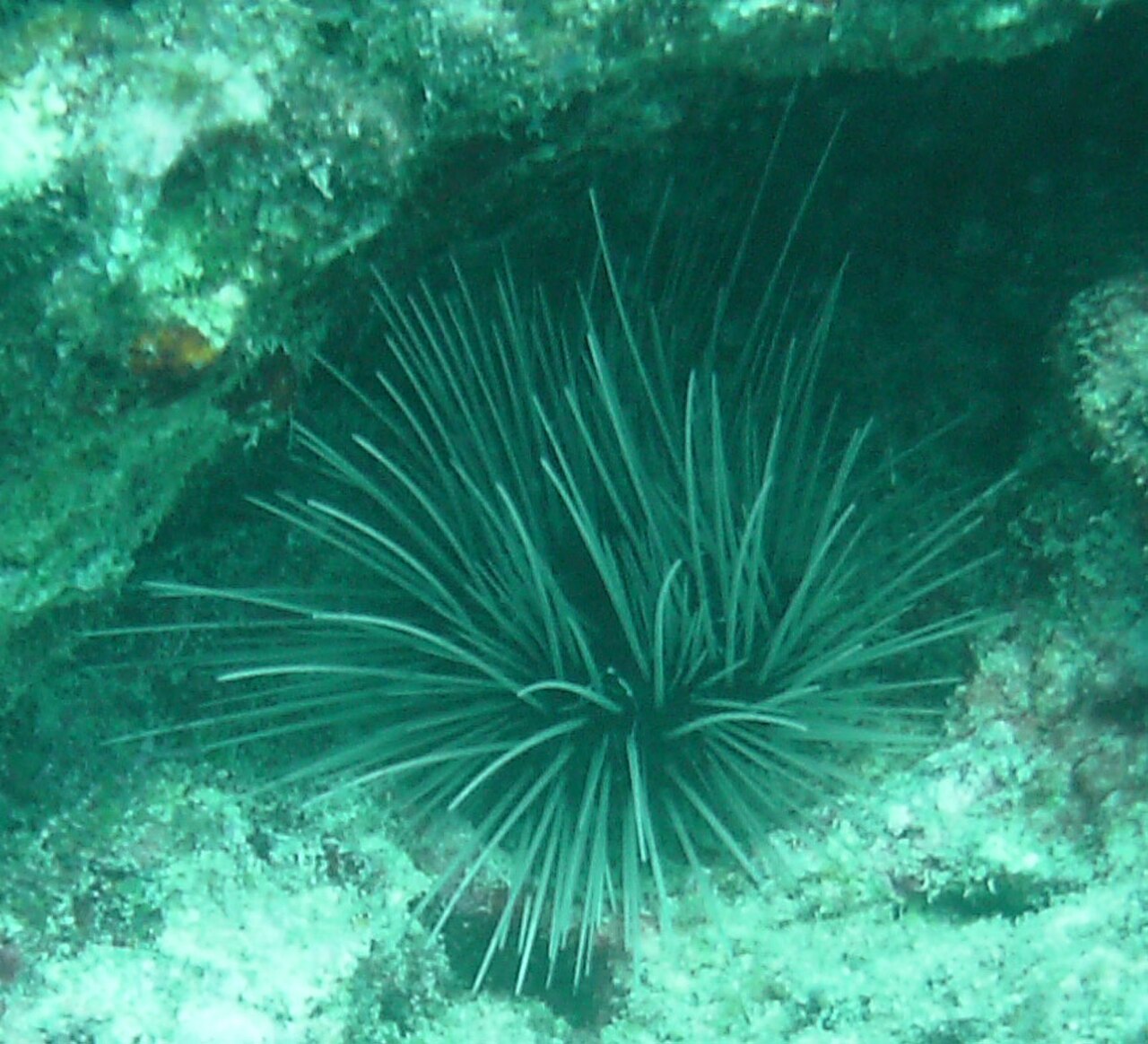 Diadema Snapper Ledge FL.jpg