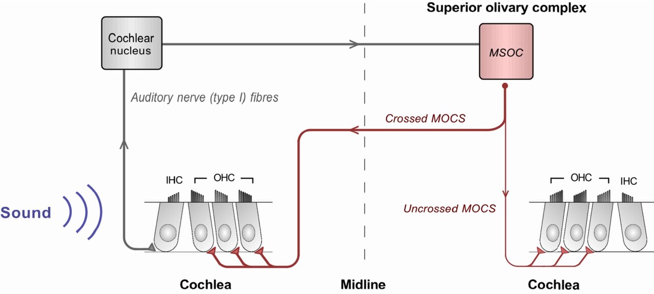 Olivocochlear reflex.jpg