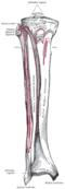 Bones of the right leg. Anterior surface