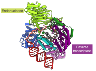 LINE-1 retrotransposon