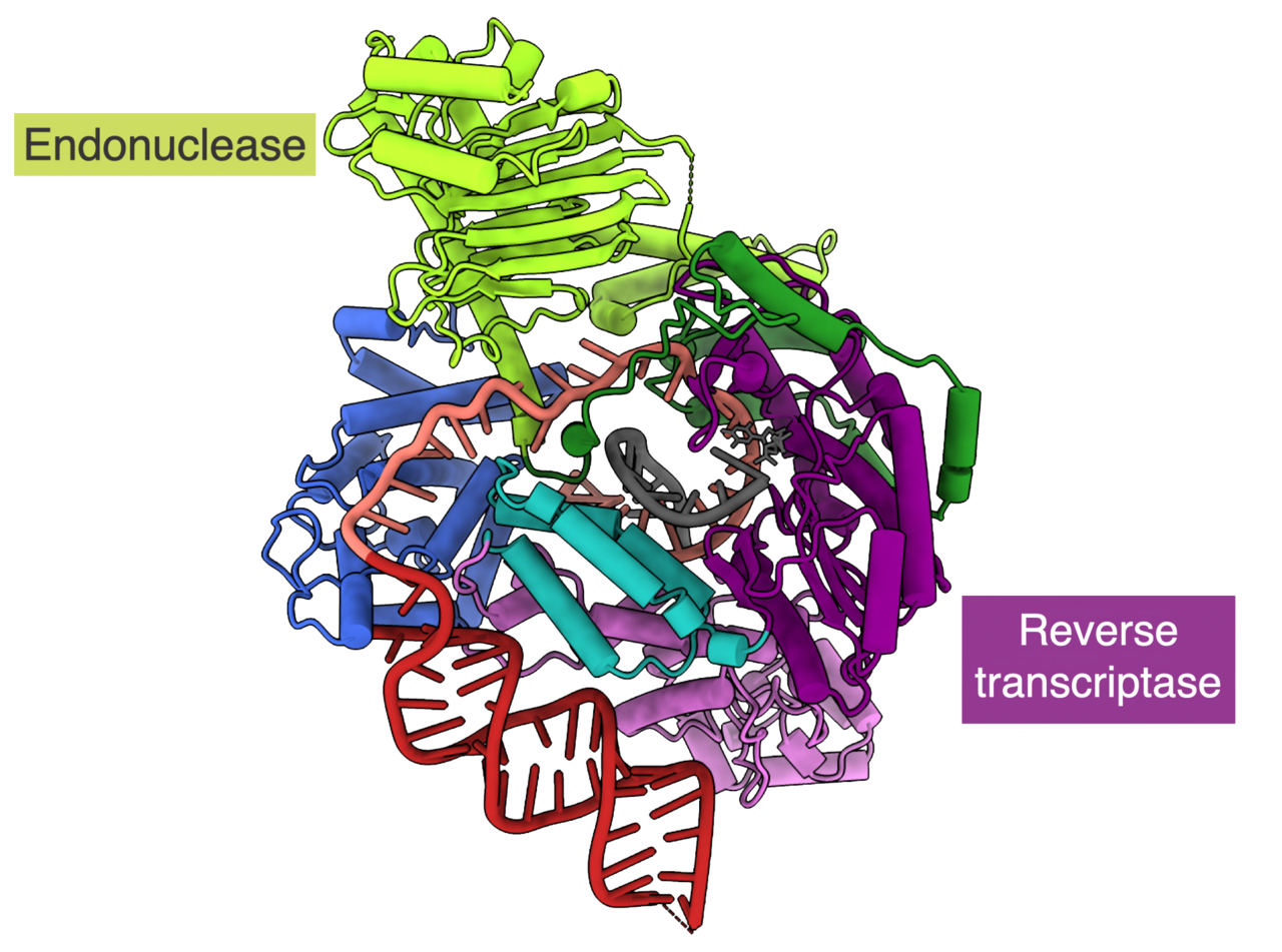 LINE-1 retrotransposon ORF2p PDB-8UW3 (transparent).png