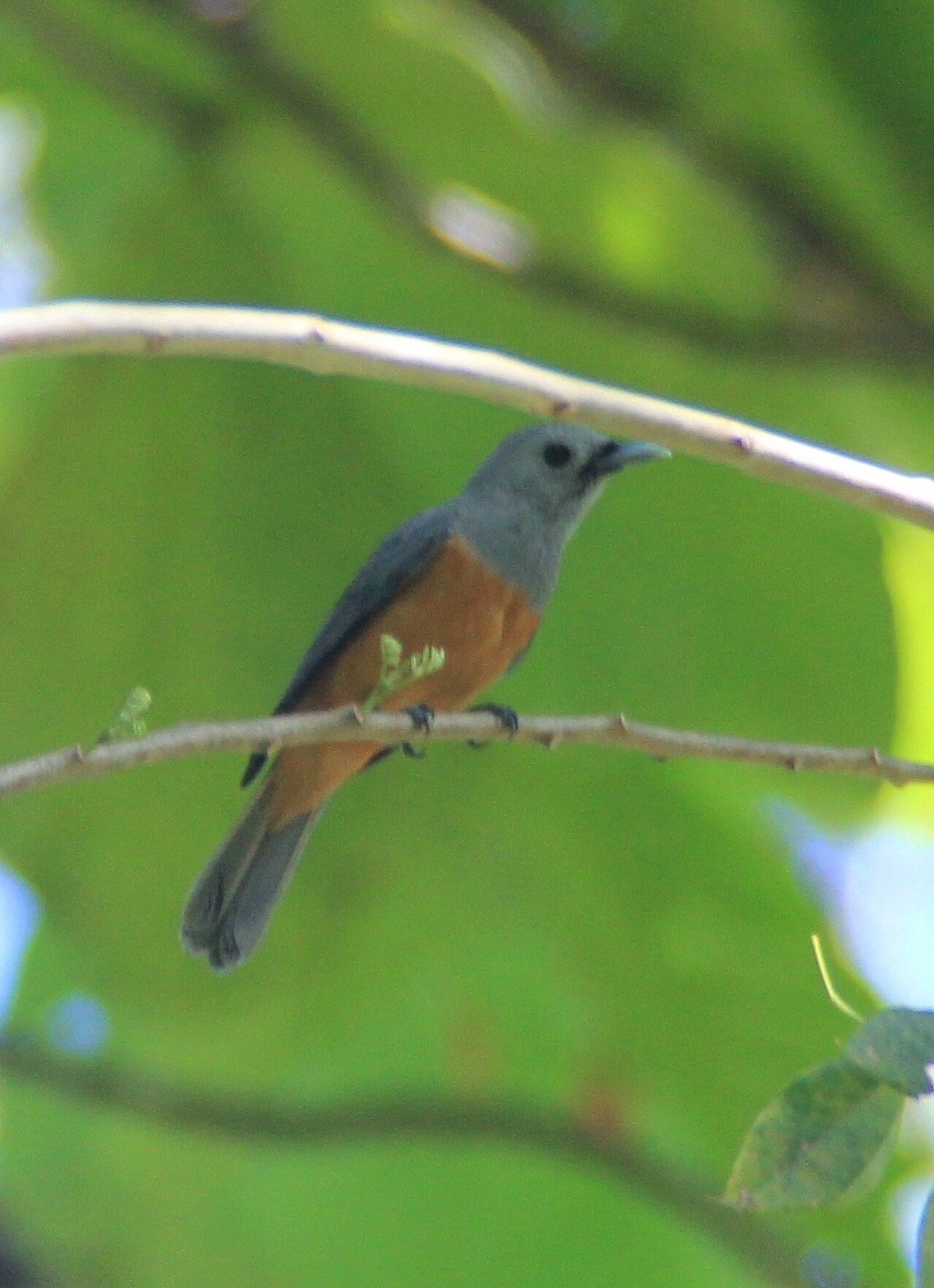 Kehicap pulau (Monarcha cinerascnes) (1).JPG