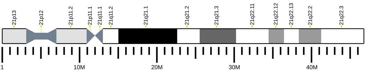 Human chromosome 21 ideogram.svg