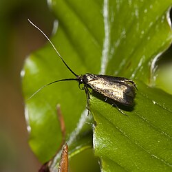 Specimen of Adela reaumurella on a leaf.