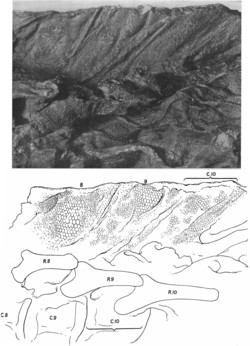 Photograph and interpretive drawing of a part of the neck region of the mummy