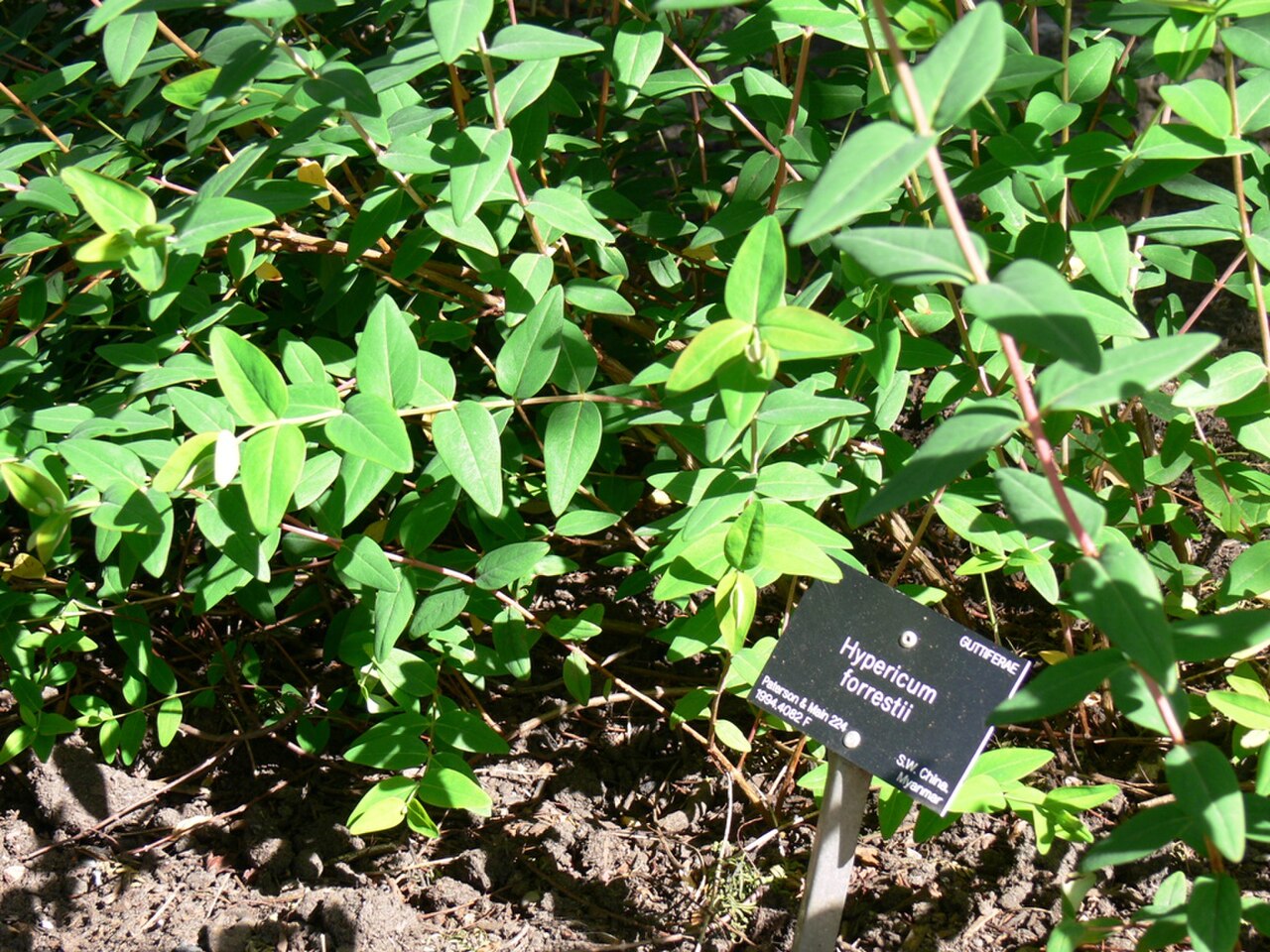 Hypericum forrestii.jpg
