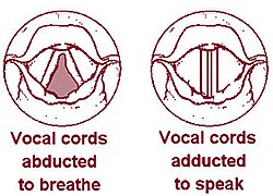 Spread and phonating vocal folds