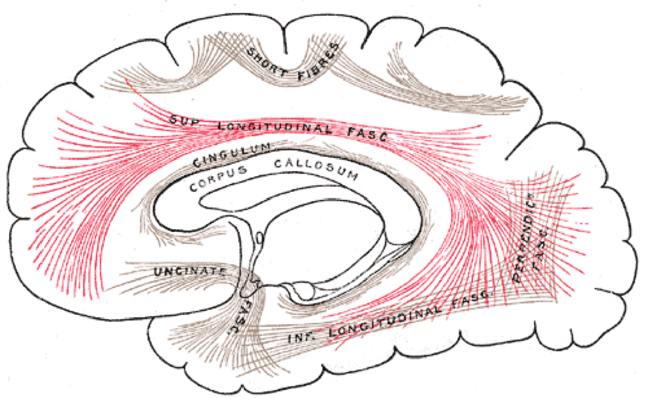 Gray751 - Superior longitudinal fasciculus.png