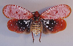 Aphaena submaculata