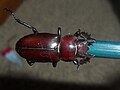 Adult female Lucanus elaphus, 29 millimeters long