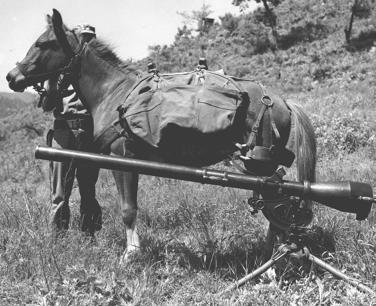 Sgt Reckless with recoilless-rifle.jpg
