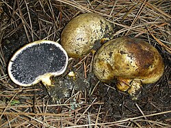 A group of three round, flattened, brown fungal fruiting bodies are arranged on the ground. One of the fruiting bodies is in situ, half-emerged from the soil. The other two have been removed so that the fungal hyphae on the underside, which rooted it to the soil, are visible. One of the uprooted fruiting bodies is intact, and part of it is stained dark brown. The other is cut in half, and the cross section displays black gleba surrounded by a thin, white, protective layer known as the peridium.