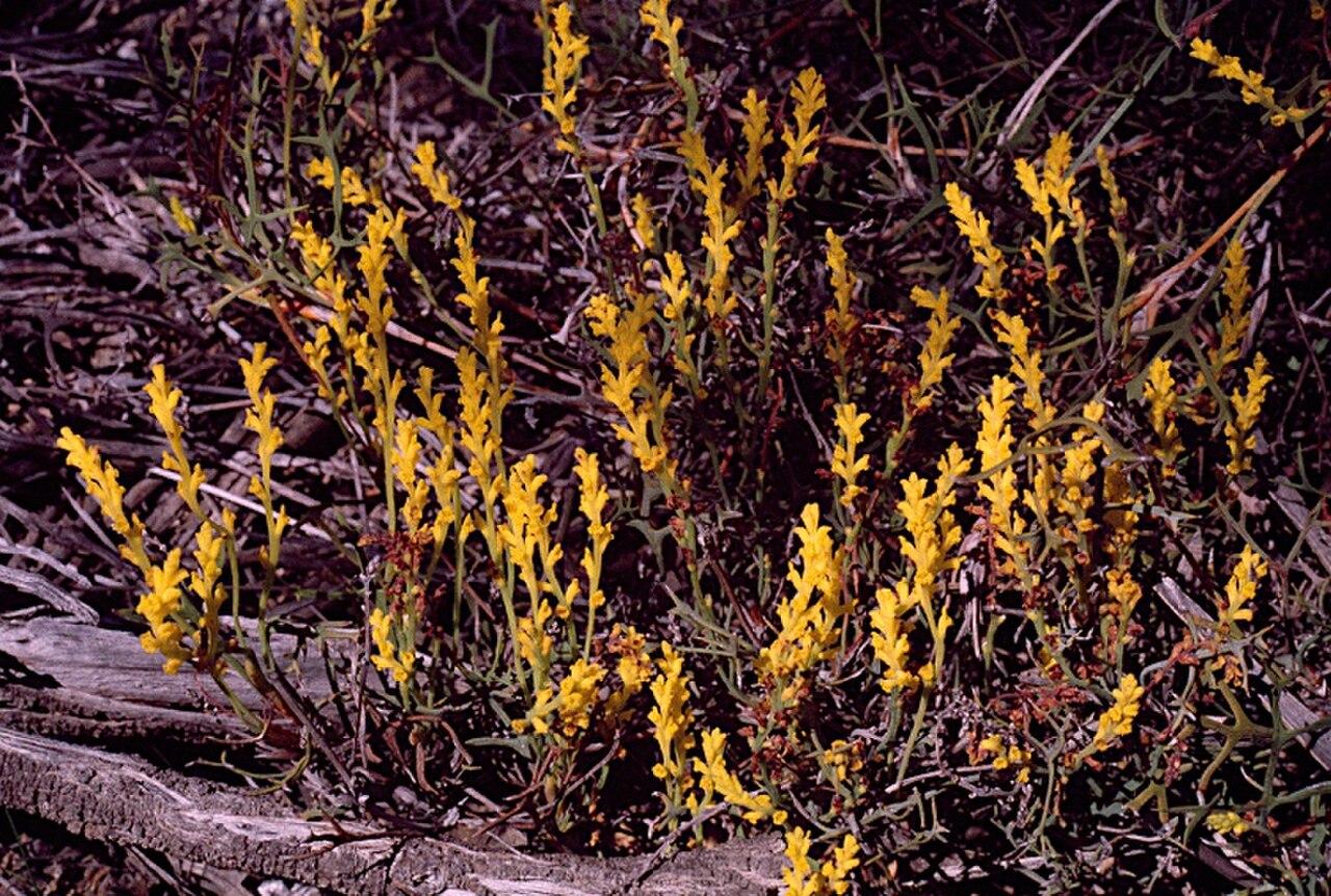 Synaphea constricta.jpg