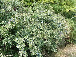 blackthorn bush