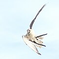 Flying bird at bird show