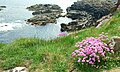 Thrift at Ramore Head.