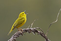 Photo of a yellow bird