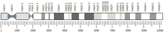 Chromosome 15 (human)