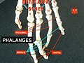 Phalanges
