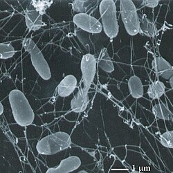 Thermophiles, such as Pyrolobus fumarii, survive well over 100 °C.