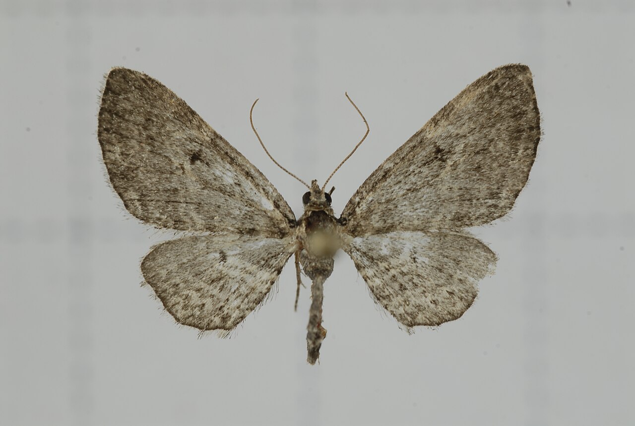 A41-20140325-076 (14287262365).jpg