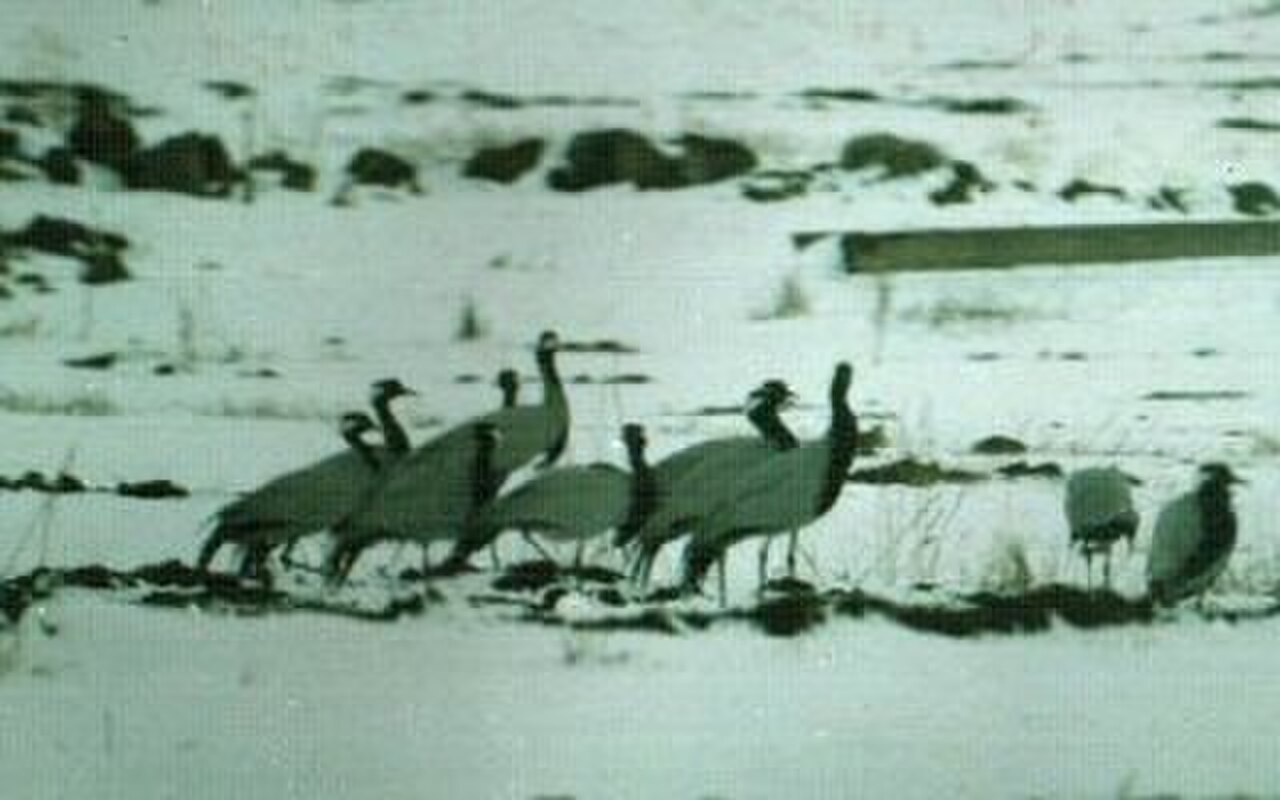 Birds sevan small.jpg