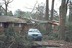 Well-built structures are typically unscathed, though sometimes sustaining broken windows, with minor damage to roofs and chimneys. Billboards and large signs can be knocked down. Trees may have large branches broken off and can be uprooted if they have shallow roots.