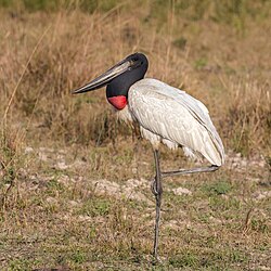 In the Pantanal, Brazil