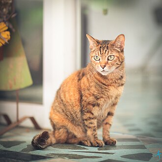 Black tortoiseshell tabby ("torbie/y")