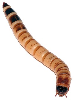 Larva