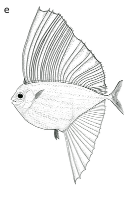 Tselfatia formosa