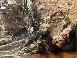 With a giant horned lizard and a gila monster, at the Bronx Zoo