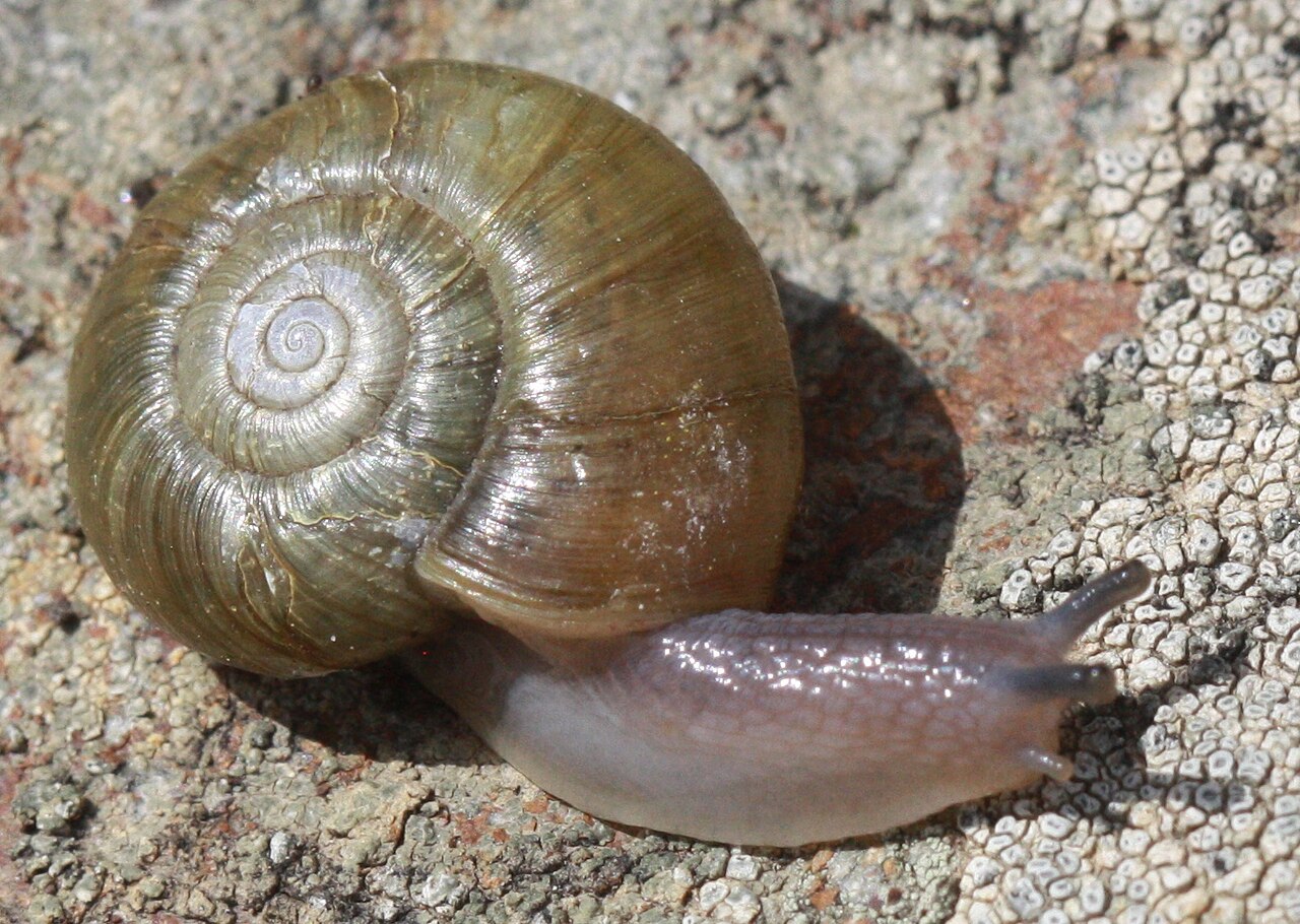 Haplotrema minimum.jpg