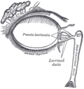 The lacrimal apparatus. Right side. Note outdated terminology: The "Lacrimal ducts" in Gray's are now called "Lacrimal canals".