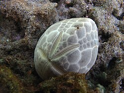 Brissus latecarinatus