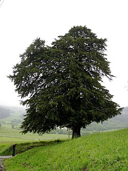 Habit