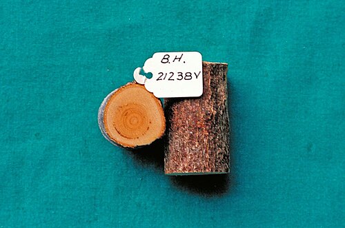 Section of stem