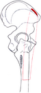Origin and attachment.