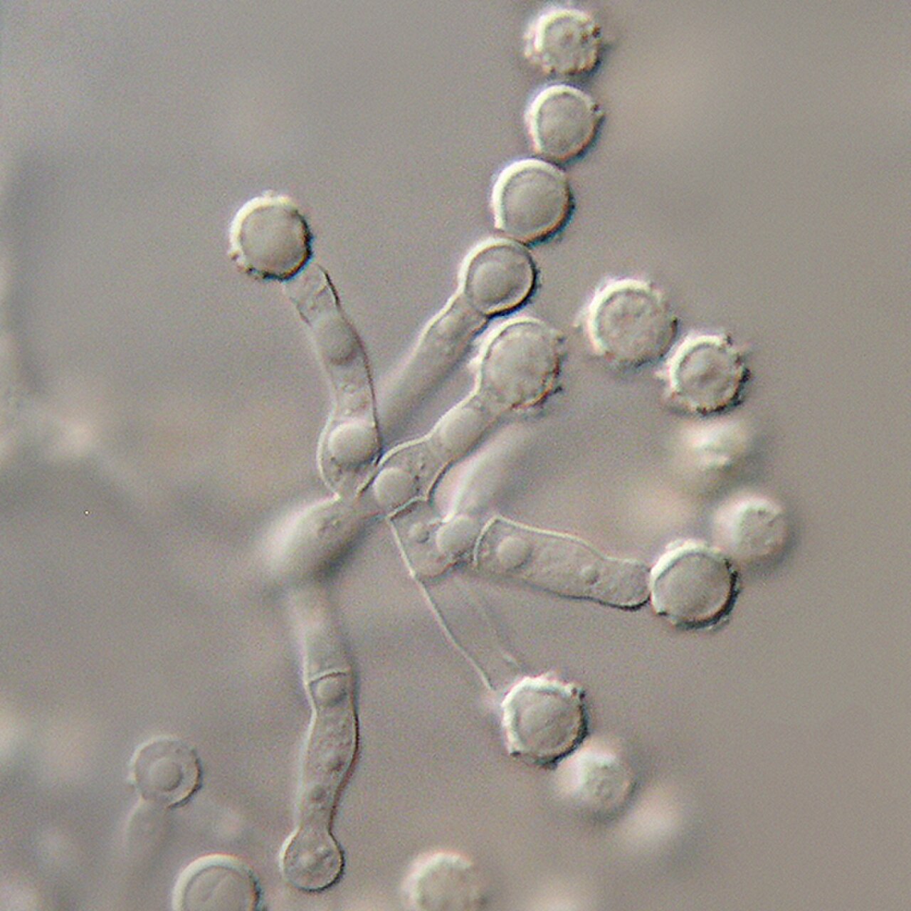 Scopulariopsis brevicaulis.jpg
