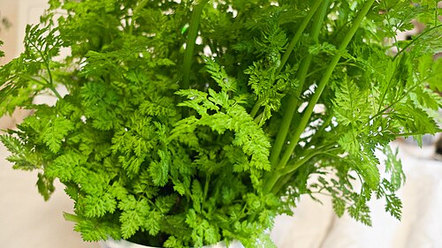 Fresh chervil